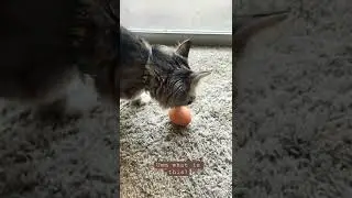 Giving my 7 month old cat an egg￼ 🥚#shorts #cat #cats #egg #funnycats