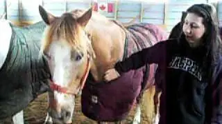 chat town tj stables