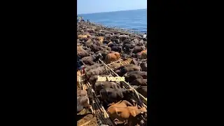 VACAS NADADORAS 😂 #curiosidadN166 #las1000curiosidades #datoscuriosos
