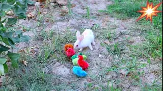 Cute Colorful Chicks and Cute Rabbits Bunnies playing with eachother in field