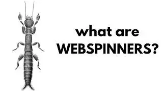 What Are Webspinners?