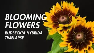 Rudbeckia plant timelapse HD Blooming Flowers time lapse Relaxation Showreel