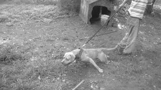 Pelican Bay Kennels Tuesday dog talk #apbtlove #nocopyrightmusic #doglover