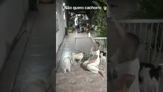 Da s&eacute;rie n&atilde;o quero cachorro em casa #shitzu #doguinho #cachorro