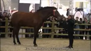 Franco Vella &agrave; Flanders Horse Expo 2013