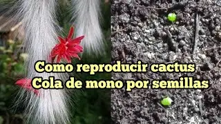 Reproducción del cactus cola de mono🐒 por semillas.