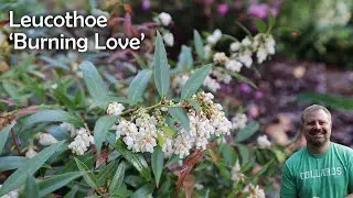 Burning Love&trade; Leucothoe - Amazing Four Season Plant