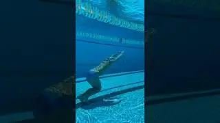 Playful dolphin drill to improve your butterfly 🐬