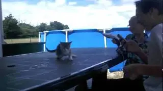 misère de chat