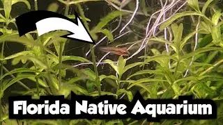 How I Accidentally Bred Least Killifish and Bluefin Killifish | Florida Native Aquarium