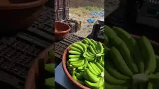 Banana loding #fruiting #satisfying #fruts #food #frout #fishing #fruit #agriculture #viral