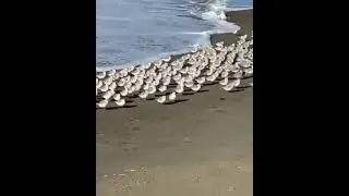 Cute little Birds At The beach Funny video 😂😂😂  Do like share and suscribe  thanks for watching