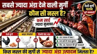 सबसे ज्यादा अंडा देने वाली मुर्गी White Leghourn | रिकॉर्ड तोड़ अंडा उत्पादन | Desi Poultry 