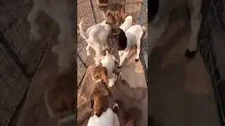Bakri farm // Goat farming