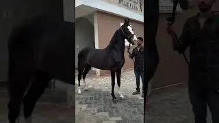 Stallion devram sire by devraj of devdarbar at desai stud farm