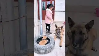 Dog Steals Food for His Puppy! 🥺❤️ #Shorts