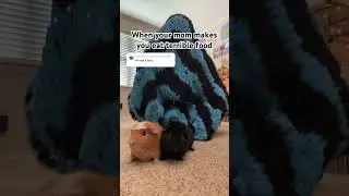 What&rsquo;s your least favorite food? #собака #guineapig #hamster #cat