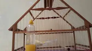 Tipos de gaiolas para can&aacute;rio belga.