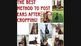 Doberman Ear Cropping and posting!