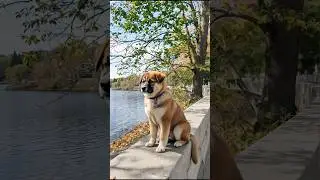 Cute Puppy Adorable Video #puppy #cute #pets #funny #dog #puppydog #shorts