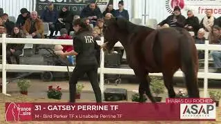 GATSBY PERRINE TF