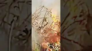 forest fire 2