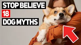 Stop Believing These 18 Dog Myths &mdash; Here's the Real Truth