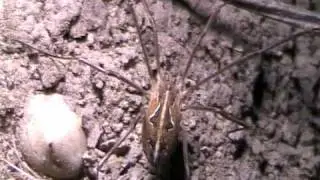 Grosso Opilione - Big Daddy-longlegs