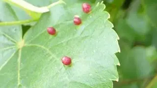 Lime Nail galls mite - Eriophyes - Microscopic gall mites - Pl&ouml;ntu&aelig;xli - Hjartalind