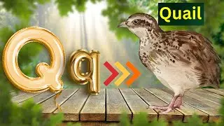 Letter Q !!!