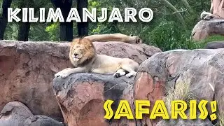 Kilimanjaro Safaris at Animal Kingdom (FULL RIDE)
