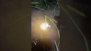 បង្កៃយប់ជ្រៅ #reelshortfullmovies #fishing #lakesandponds #reels #nature
