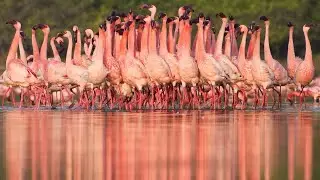 Lesser flamingo (Phoenicopterus minor)   marching troupe