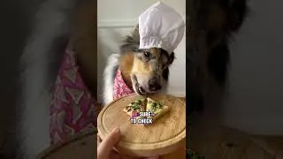 Fairy bread!  #chefdog #cute #dogshorts #chec #dogrecipe #fairbread #aussie