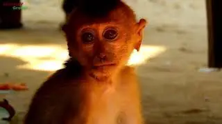 WOW, So happy baby monkey Axel want to play with them