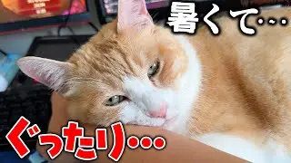突然ロビンがぐったりした様子で腕枕をされに来ました…。