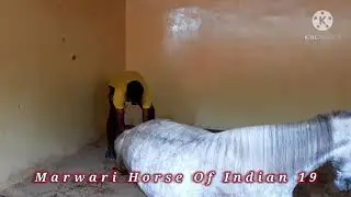 Ghode Bacha kayse dayti hai | Mare delivery | घोड़ी बच्चा कैसे देती है |बच्चा का वीडियो