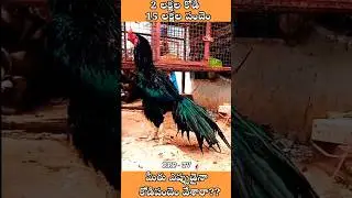 Kodi pandhem #sankranthi cock fight #rrptv