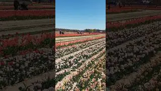 Tulip Festival 💐|| 2024 || #tulips #newyork #festival #longisland #tulipfarm