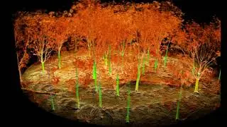 Innovation in Forest Inventory using Ultra-dense LiDAR