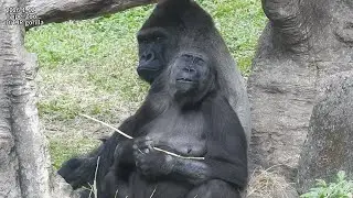 little gorilla Ringo扶mom iriki背走.喝奶.跟Jabali 追逐/Iriki坐D'jeeco旁吃.理毛拔毛.D'jeeco手推開 2026-1-1212:39-13:35