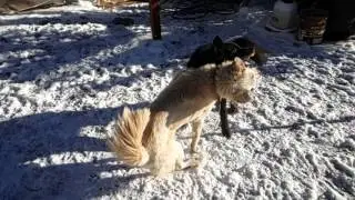 Dogs dogging dogs slow motion