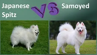 Japanese Spitz VS Samoyed - Breed Comparison - Samoyed and Japanese Spitz Differences