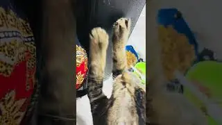 What she doing #everyone #cat #kitten #kids video