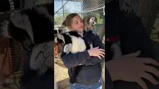 Но я тоже хочу обнимашек с лемуром 🥺 #шорты