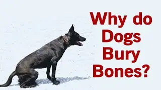 Why do dogs bury bones?