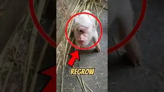 Animals That Respawn Like Video Game Characters 😂