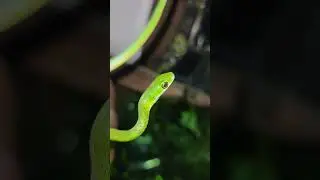 Beautiful green bush snake I found in Entebbe Uganda a few months ago
