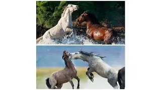 horses fights splash water in riverwater horses fights for play#youtubevideos .