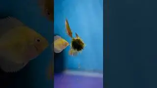 Blue & Maroons fry growing - 3 weeks 3 days old #discusbreeding #discusfish #fish